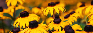 rudbeckia field