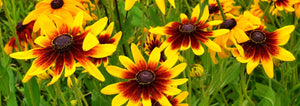 Rudbeckia flowers