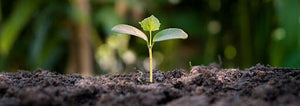 A seedling sprouting from the soil