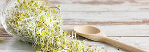 Sprouts in a jar