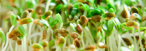 green sprouts