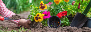 Transplanting spring flowers