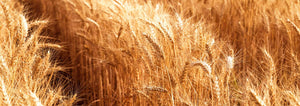 Triticale