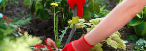 weeding a dandelion out of a garden