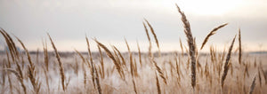 wheat tops