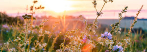 wildflowers with a rising sun