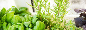 WIndowsill Herbs