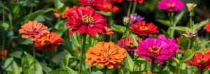 zinnia flower garden