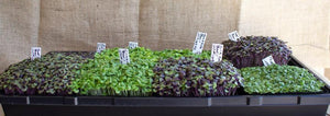 Know Your Basil Varieties