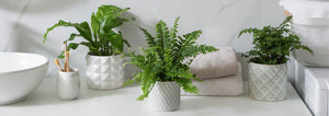 Growing Ferns Inside