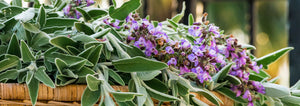 Sage, The Newly Popular Herb