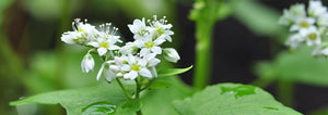 Cover Crop Highlight: Buckwheat