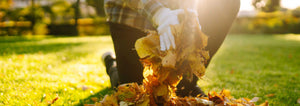 picking up raked fall leaves