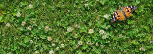 butterfly on a clover lawn