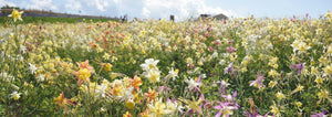 columbine field