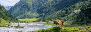 cow standing in the mountains