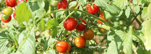 A Ripe Tomato by July 4th?! Here's how . . .