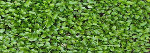 Garden Cover Crops