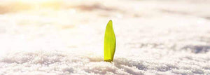 Growing Wheatgrass in the Winter