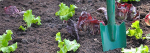 Mid-July Garden Planting!