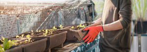 man planting lettuce in planter box