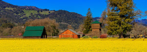 mustard cover crop in the mountains