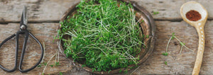 plate of watercress microgreens