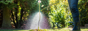 spraying a large dandelion with an herbicide