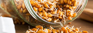 Gut Health—Why You Should be Sprouting Your Grains!