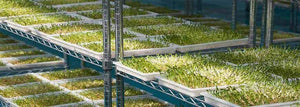 growing rack with microgreens