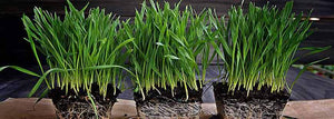 Summertime Wheatgrass Growing Tips