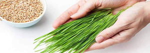 The Value of Fresh Wheatgrass Juice