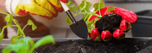 Transplanting a seedling