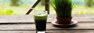 Wheatgrass Exposed