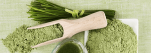 wheatgrass as a powder, juice, and plant on a table