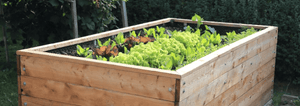 raised garden bed