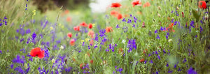 Sowing Flowers in the Cold