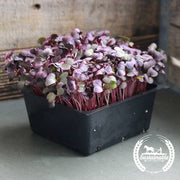 Radish Seeds - Red Vulcano (Organic) - Microgreens Seeds