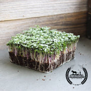 Spicy Salad Mix (Organic) - Microgreens Seeds