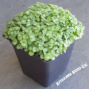 Basil Seeds - Anise -  Microgreens