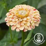 Zinnia Seeds - Peppermint Stick