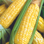 Double Standard Sweet Corn