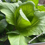 Hiroshima Chinese Cabbage