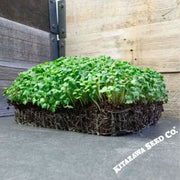 black knight tatsoi mustard microgreens