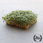 slow bolt organic arugula microgreens