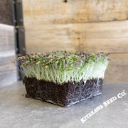 Osaka Purple Microgreens