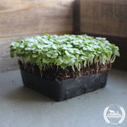 Organic Genovese Basil Microgreens Grown