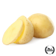 White Kennebec potato cut white background