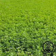 Alfalfa-Sprouting-Organic