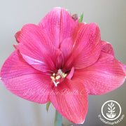 Amaryllis Bulbs - 24/26 - Laforest Morton